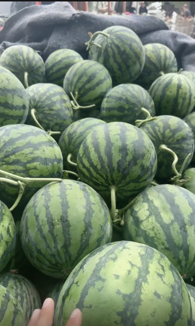 夏邑头茬无籽美都西瓜大量上市可视频订货对接各大市场