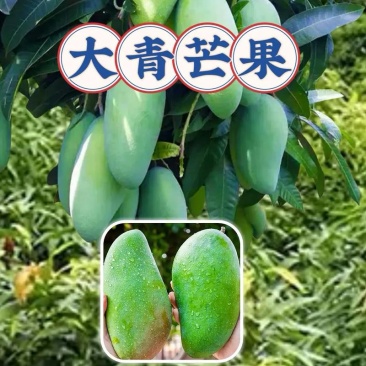 大金黄大青芒5【攀枝花产地】非广西海南产地电商～团购