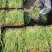 射干苗，基地直供，无中间商，量大从优。
