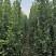 北海道黄杨树苗庭院围墙冬青耐寒大叶植物万年青丛生四季长青