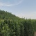 北海道黄杨树苗庭院围墙冬青耐寒大叶植物万年青丛生四季长青