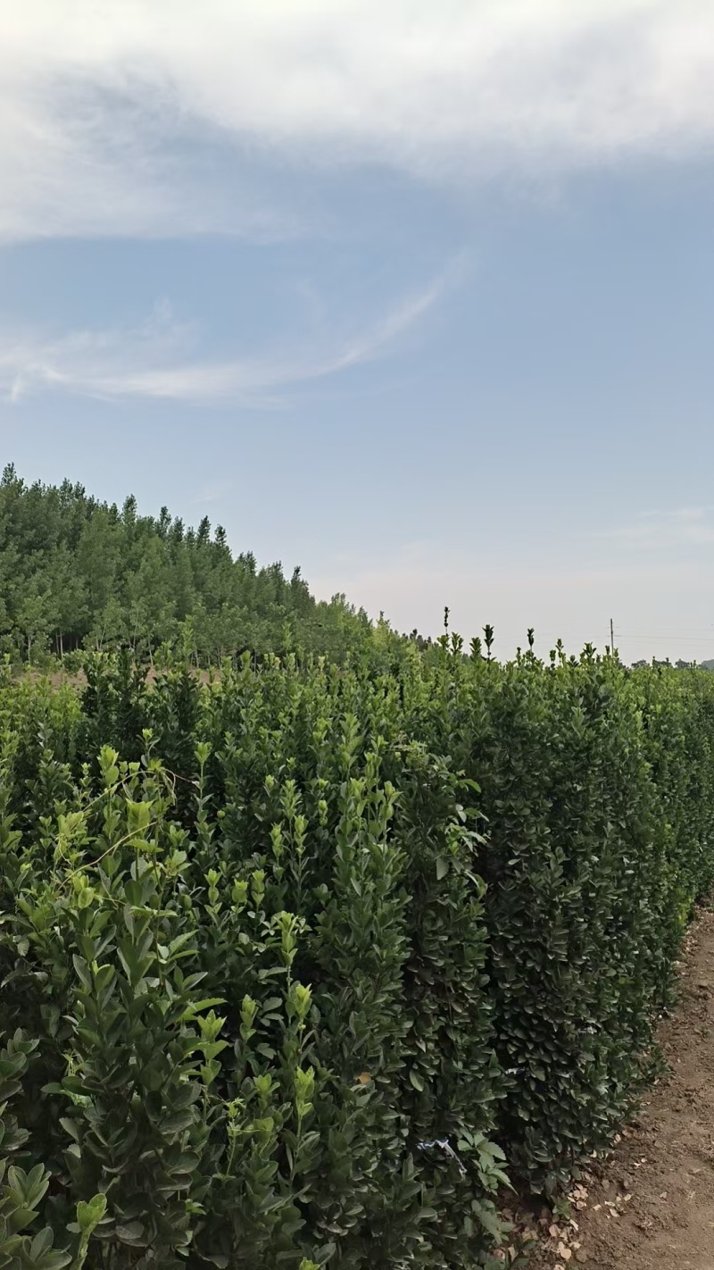 北海道黄杨树苗庭院围墙冬青耐寒大叶植物万年青丛生四季长青