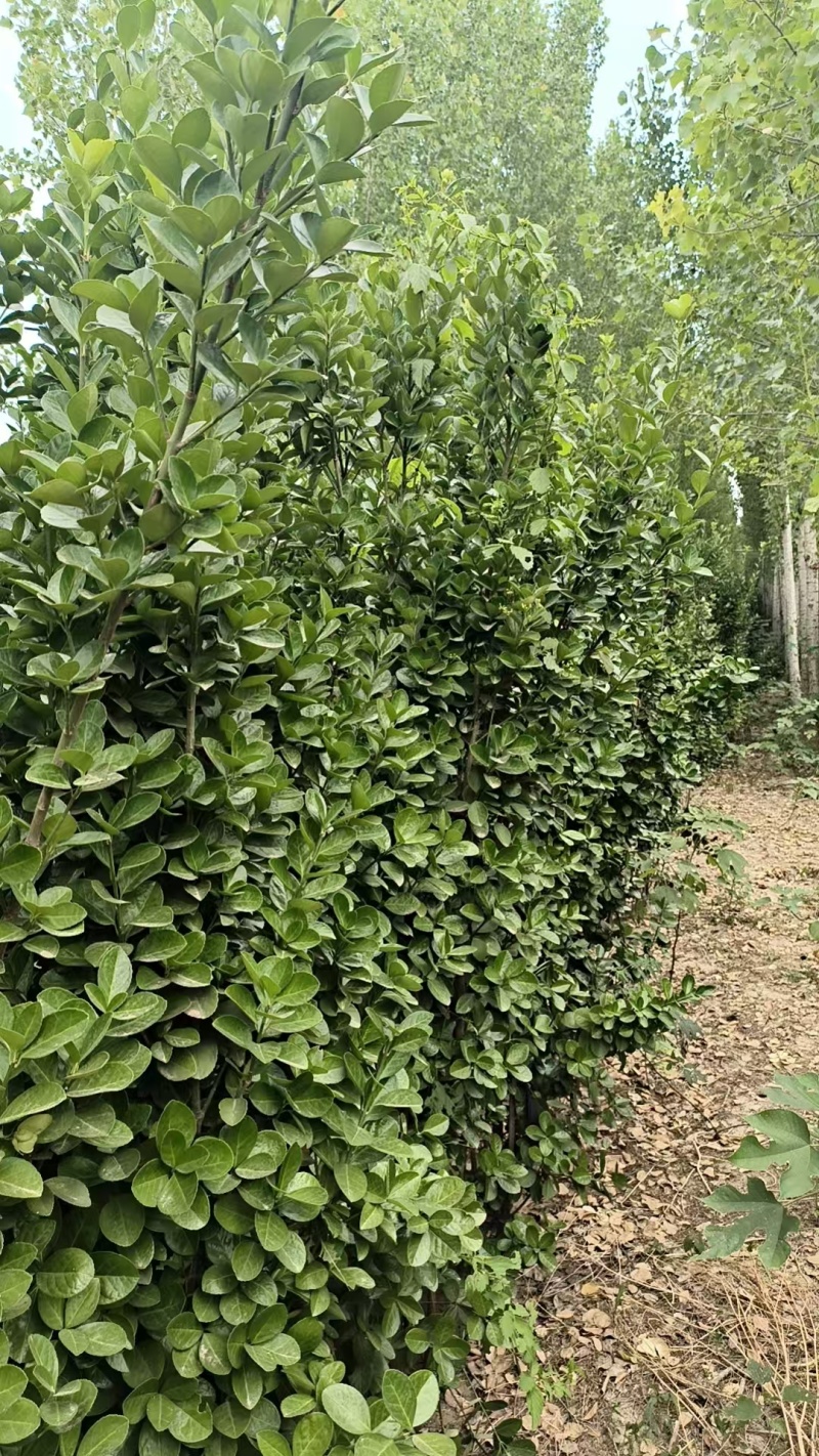 北海道黄杨树苗庭院围墙冬青耐寒大叶植物万年青丛生四季长青