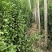 北海道黄杨树苗庭院围墙冬青耐寒大叶植物万年青丛生四季长青