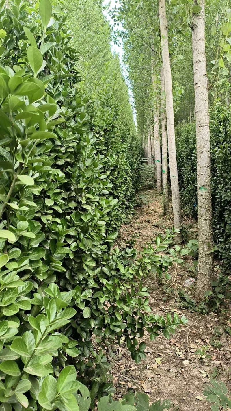 北海道黄杨树苗庭院围墙冬青耐寒大叶植物万年青丛生四季长青
