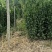北海道黄杨树苗庭院围墙冬青耐寒大叶植物万年青丛生四季长青