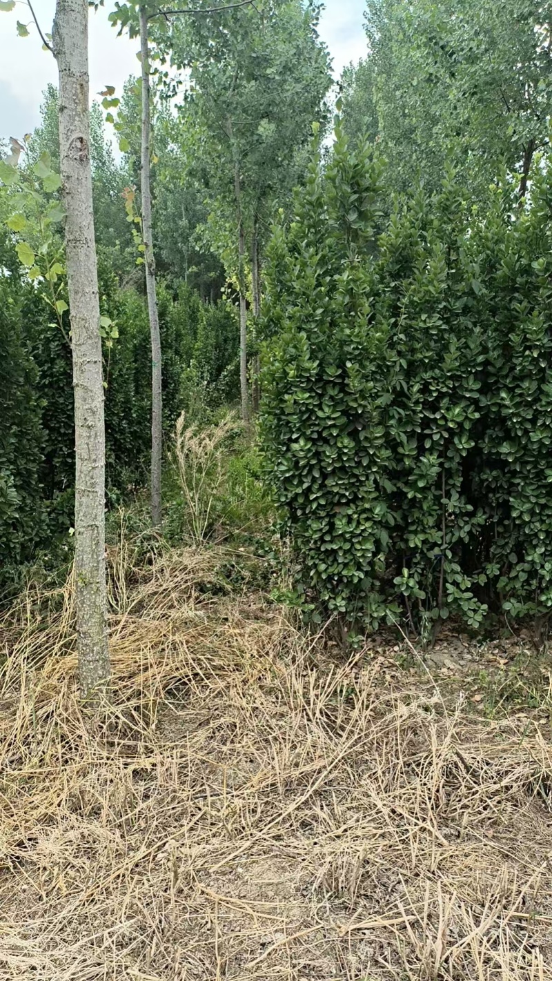 北海道黄杨树苗庭院围墙冬青耐寒大叶植物万年青丛生四季长青