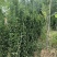 北海道黄杨树苗庭院围墙冬青耐寒大叶植物万年青丛生四季长青