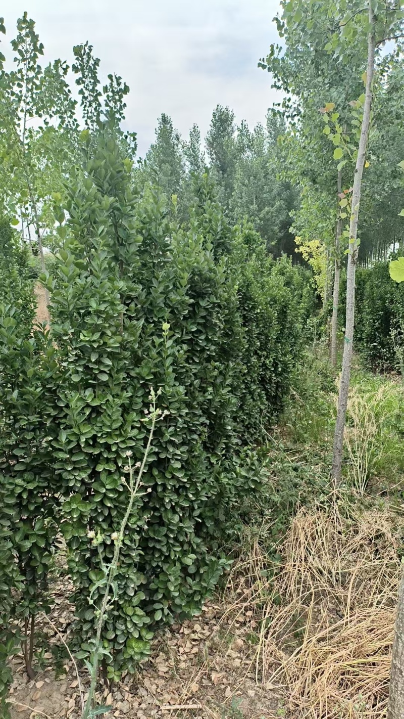北海道黄杨树苗庭院围墙冬青耐寒大叶植物万年青丛生四季长青