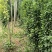 北海道黄杨树苗庭院围墙冬青耐寒大叶植物万年青丛生四季长青