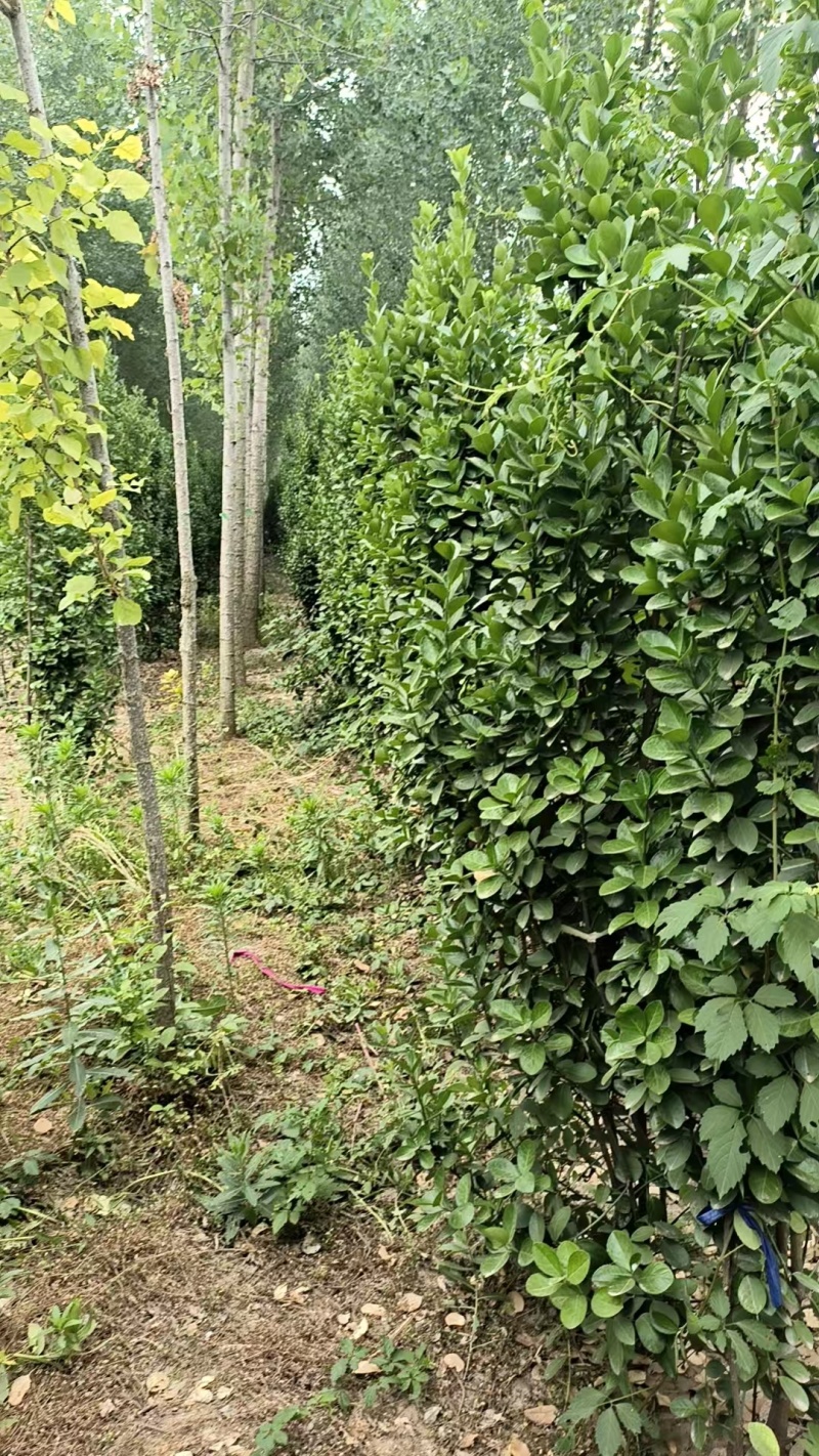 北海道黄杨树苗庭院围墙冬青耐寒大叶植物万年青丛生四季长青