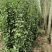 北海道黄杨树苗庭院围墙冬青耐寒大叶植物万年青丛生四季长青