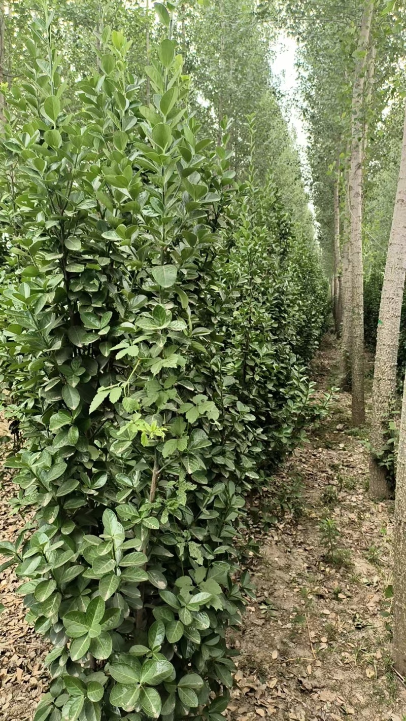 北海道黄杨树苗庭院围墙冬青耐寒大叶植物万年青丛生四季长青