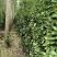 北海道黄杨树苗庭院围墙冬青耐寒大叶植物万年青丛生四季长青