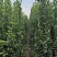 北海道黄杨树苗庭院围墙冬青耐寒大叶植物万年青丛生四季长青