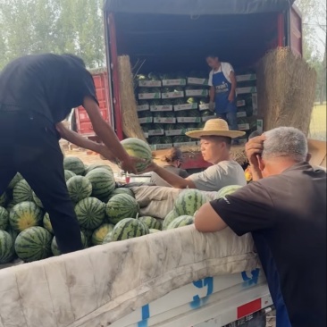 夏邑头茬无籽美都西瓜大量上市可视频订货对接各大市场