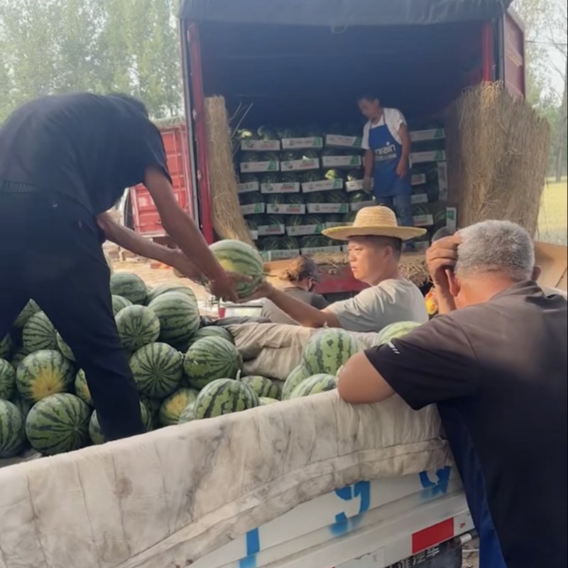 夏邑头茬无籽美都西瓜大量上市可视频订货对接各大市场