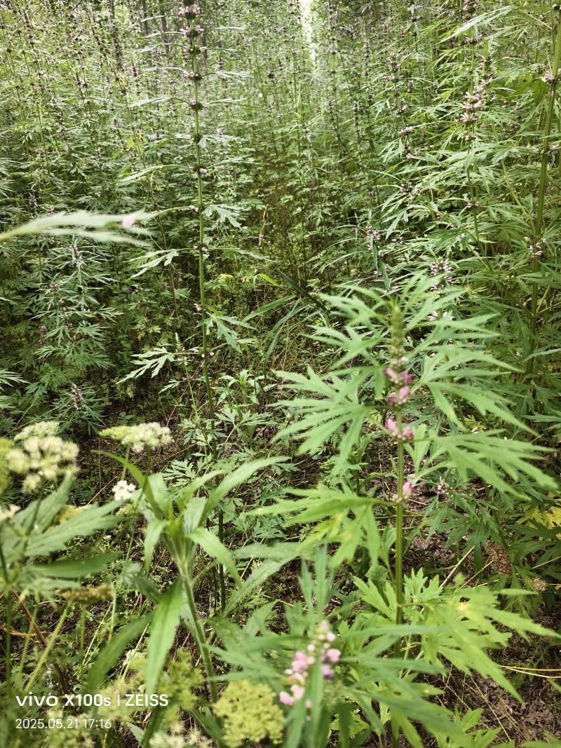 洞庭湖野生益母草农家直供农家现采无杂质价格实惠欢迎联系