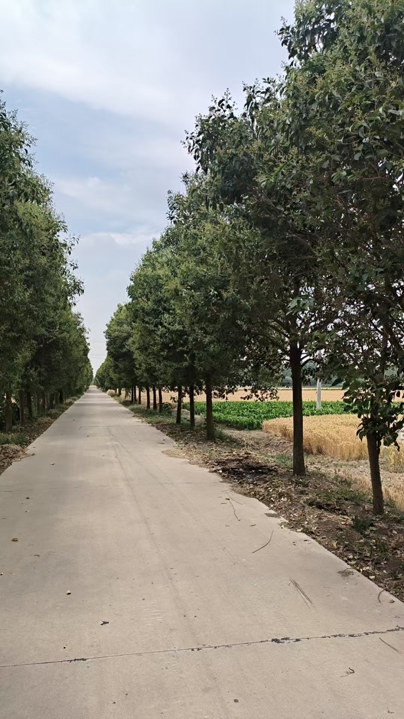 大叶女贞大叶女贞高杆苗南北方种植庭院道路四季常青园林