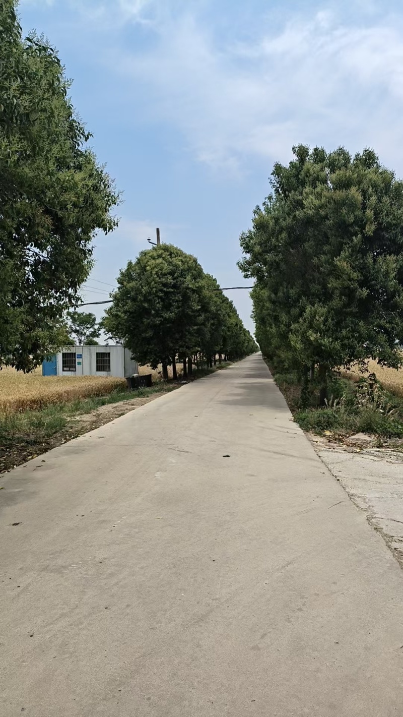 大叶女贞大叶女贞高杆苗南北方种植庭院道路四季常青园林