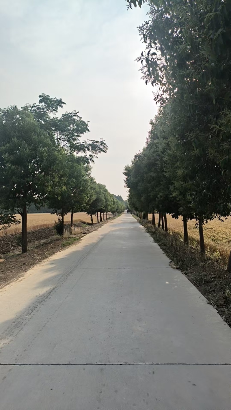 大叶女贞大叶女贞高杆苗南北方种植庭院道路四季常青园林