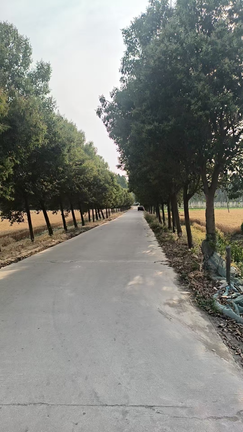 大叶女贞大叶女贞高杆苗南北方种植庭院道路四季常青园林