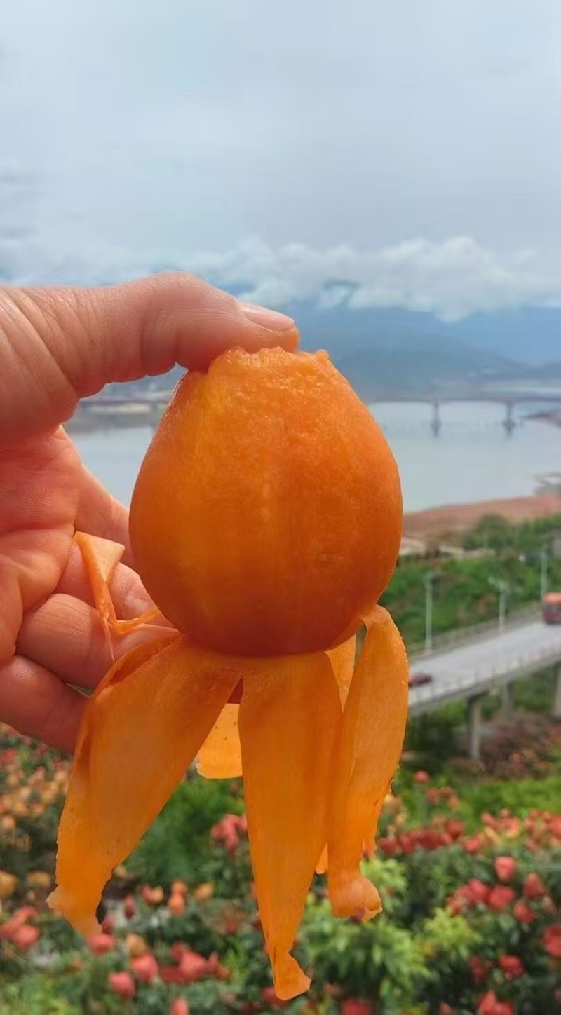 枇杷，产地直发，货源充足，可视频看货，量大从优