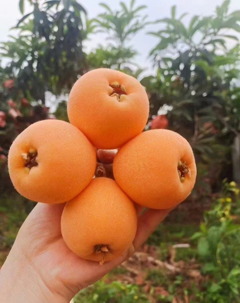 枇杷，产地直发，货源充足，可视频看货，量大从优
