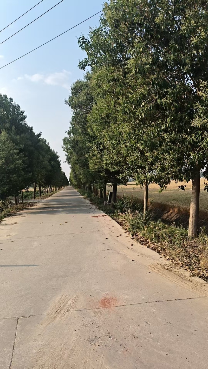 大叶女贞大叶女贞高杆苗南北方种植庭院道路四季常青园林