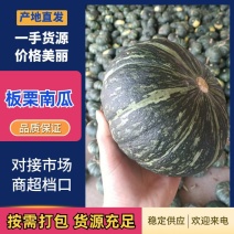 甘肃静宁旱地板栗南瓜大量上市，货源充足价格美丽