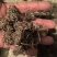 中药猫爪草