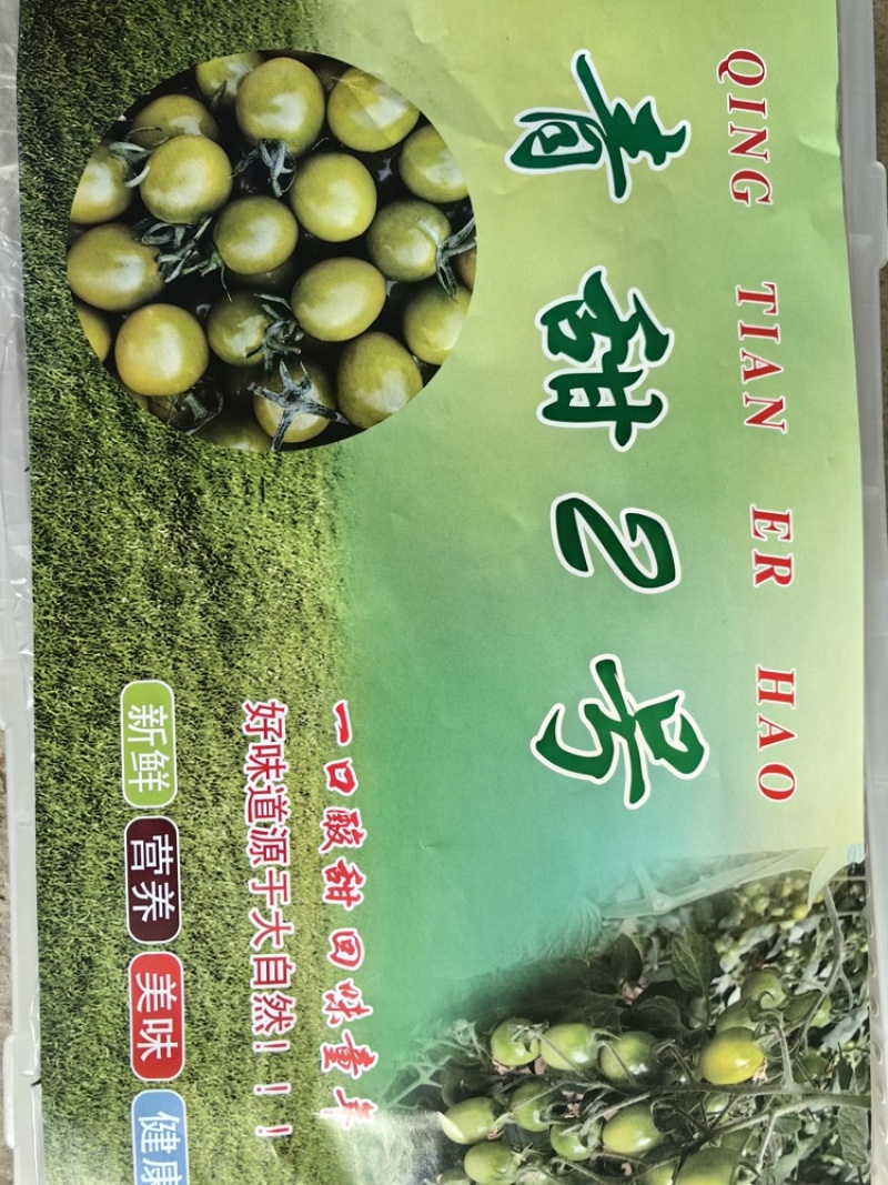 青甜寿光大型基地种植青甜圣女果