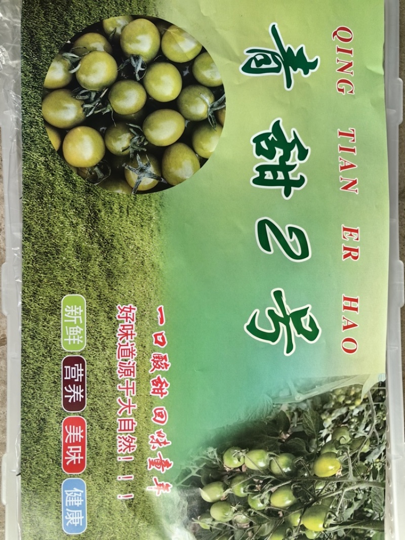 青甜寿光大型基地种植青甜圣女果
