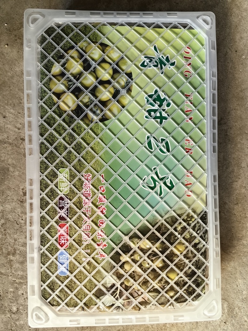 青甜寿光大型基地种植青甜圣女果