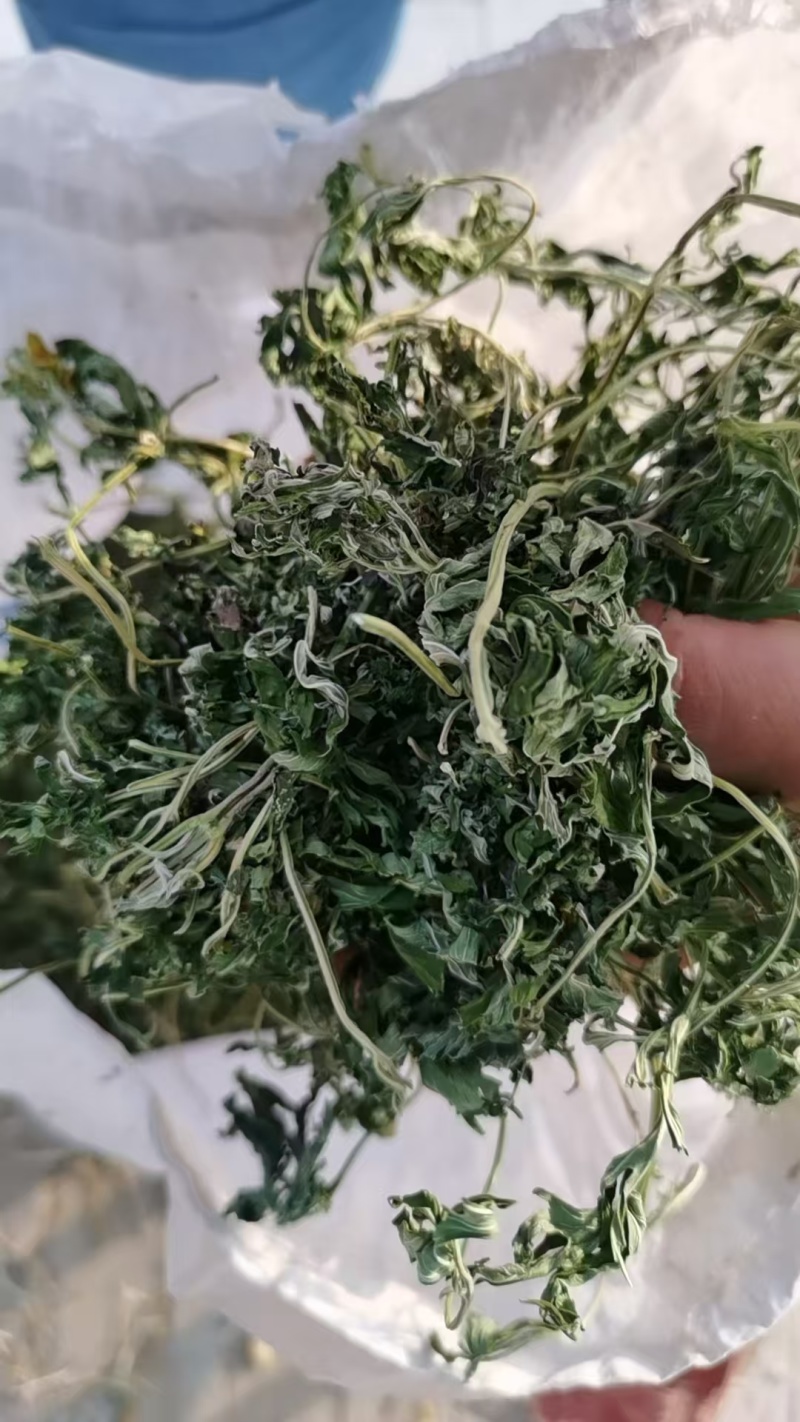 益母草，益母草纯叶