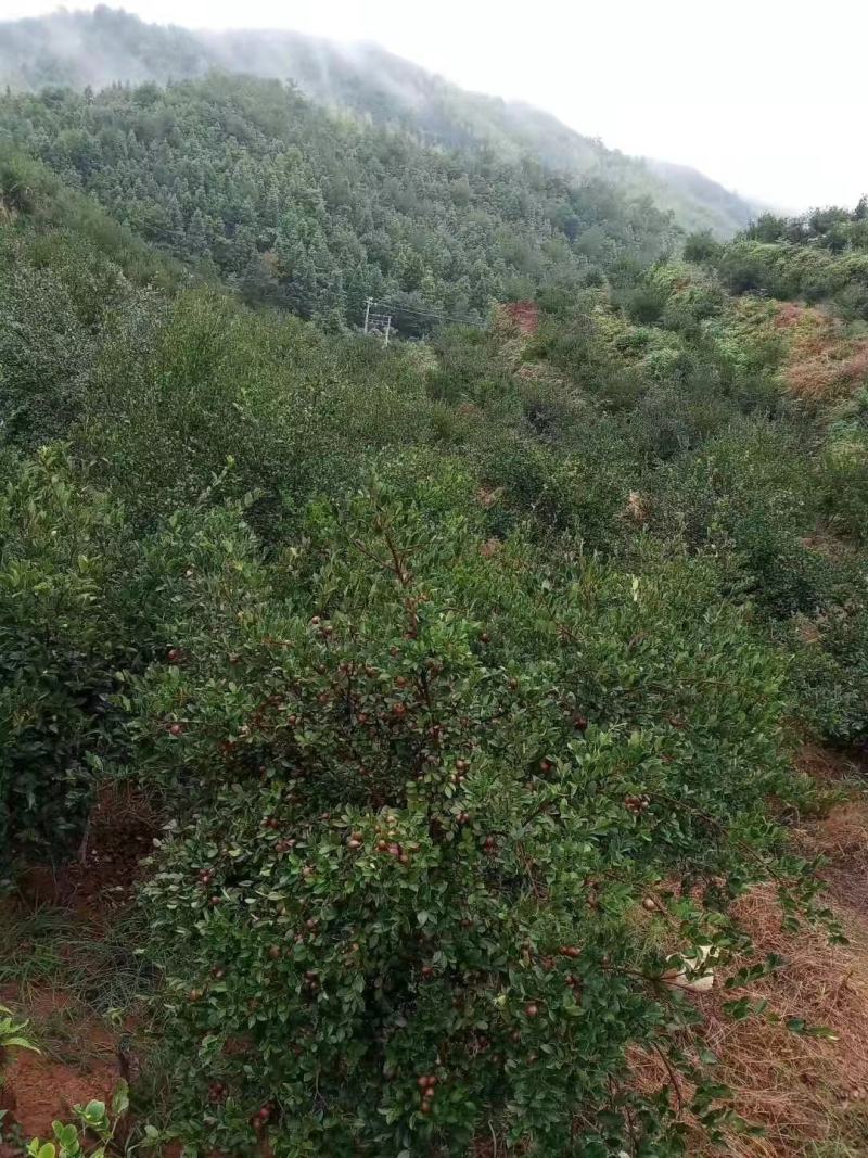 【量大优惠】广东韶关山茶油品质保障对接批发电商商超