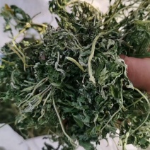 益母草，益母草纯叶