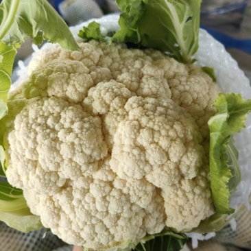 小米粒有机花，青梗白面松花菜，产地直发，质量保证，欢迎采购！