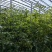贝贝圣女果，小番茄山东基地直供大量现货支持社团市场批量供货