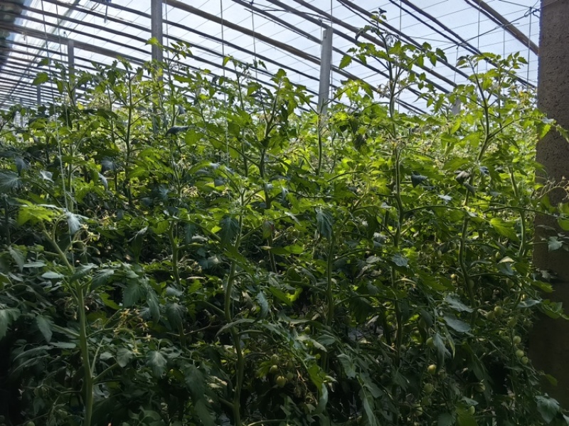 贝贝圣女果，小番茄山东基地直供大量现货支持社团市场批量供货