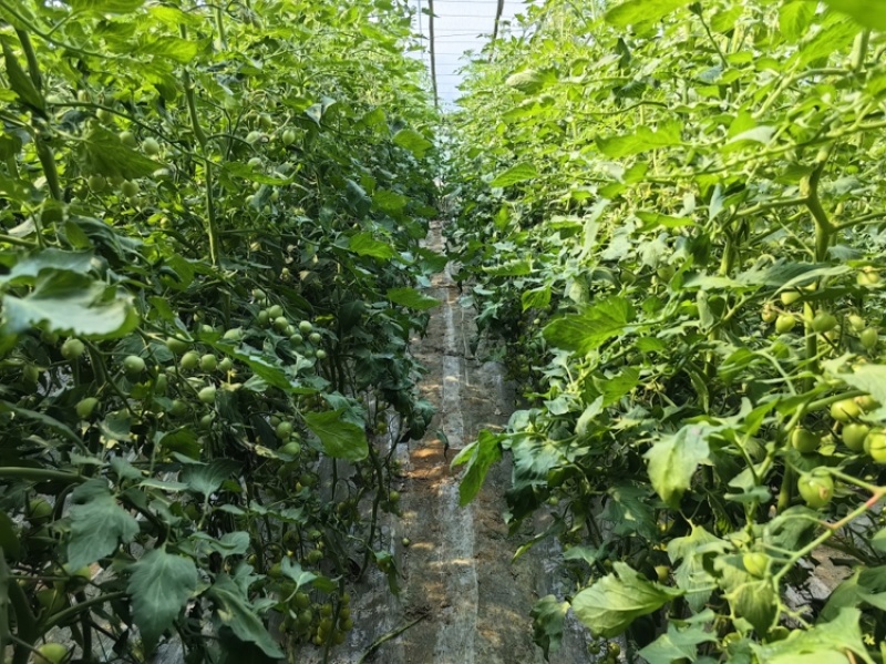 贝贝圣女果，小番茄山东基地直供大量现货支持社团市场批量供货