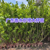 广东香水柠檬大杯苗，头径1-3公分