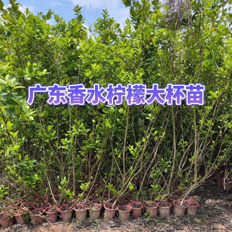 广东香水柠檬大杯苗，头径1-3公分