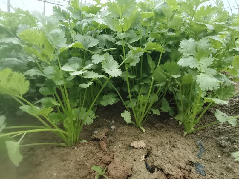 精品香菜