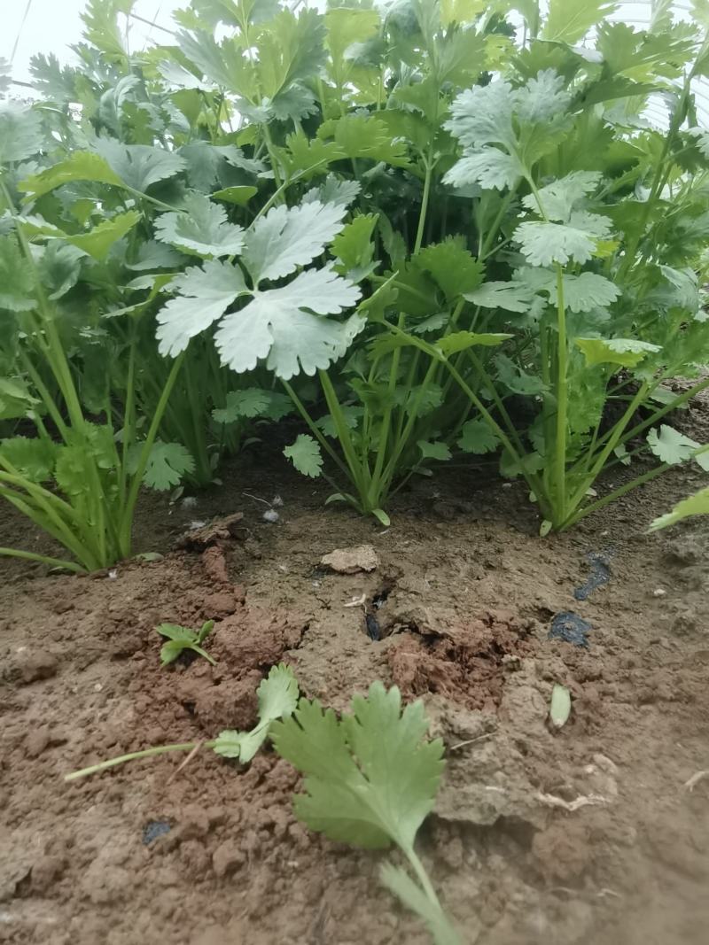 精品香菜