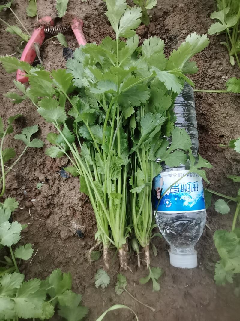 精品香菜