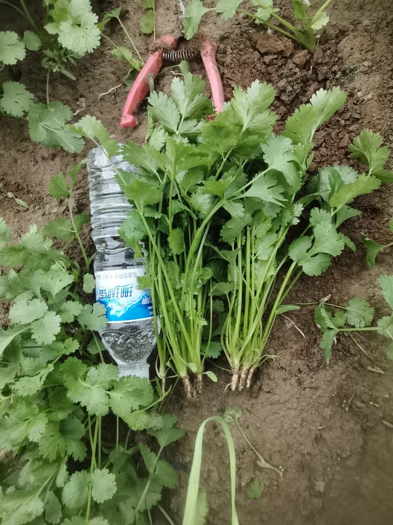 精品香菜