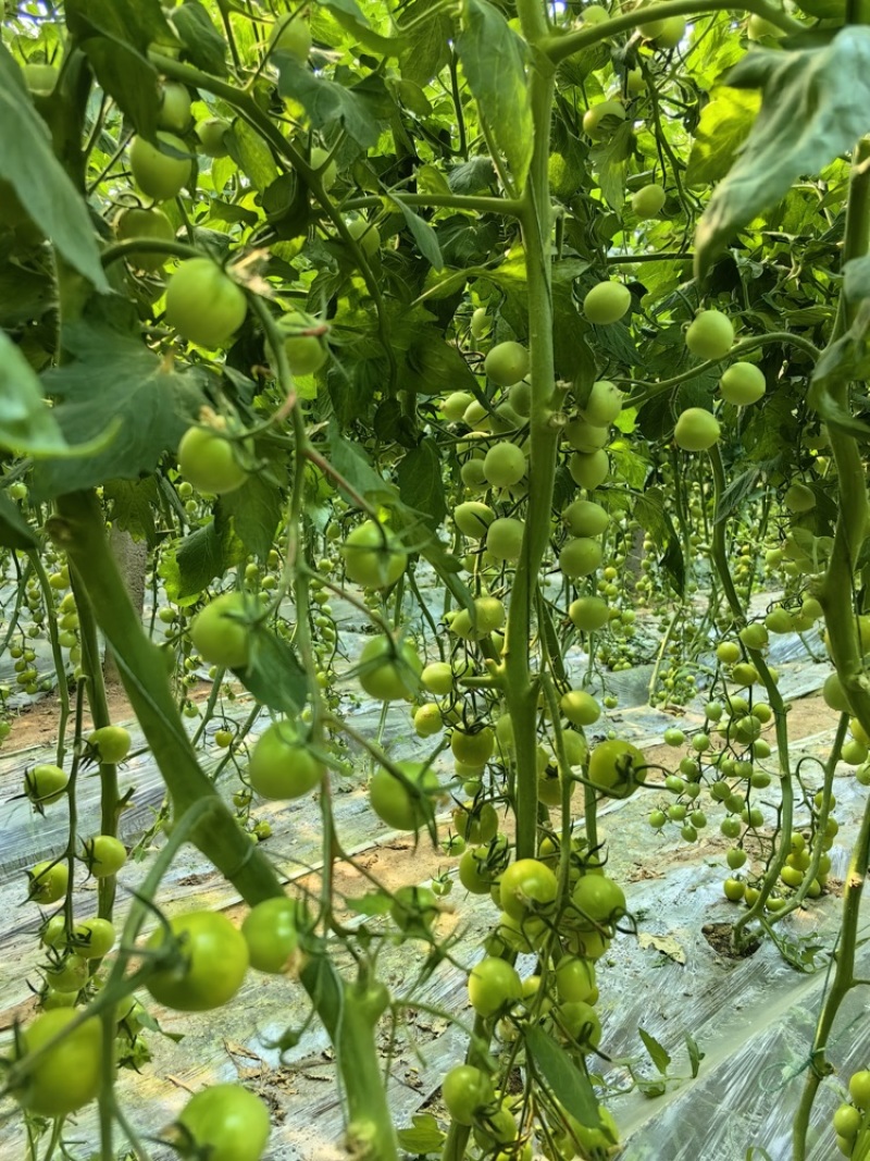 辉煌圣女果寿光基地