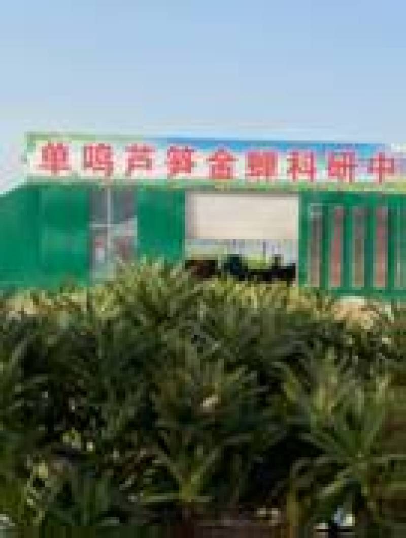 山东菏泽芦笋苗，绿如意绿宝石翡翠明珠鑫航育6号大量供应