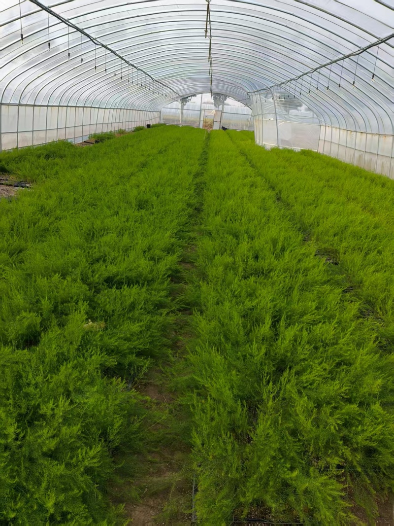 山东菏泽芦笋苗，绿如意绿宝石翡翠明珠鑫航育6号大量供应